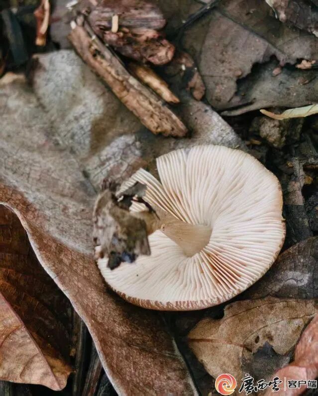 全国首次记录!广西发现两种“高颜值”蘑菇物种 全国首次记录!广西发现两种“高颜值”蘑菇物种