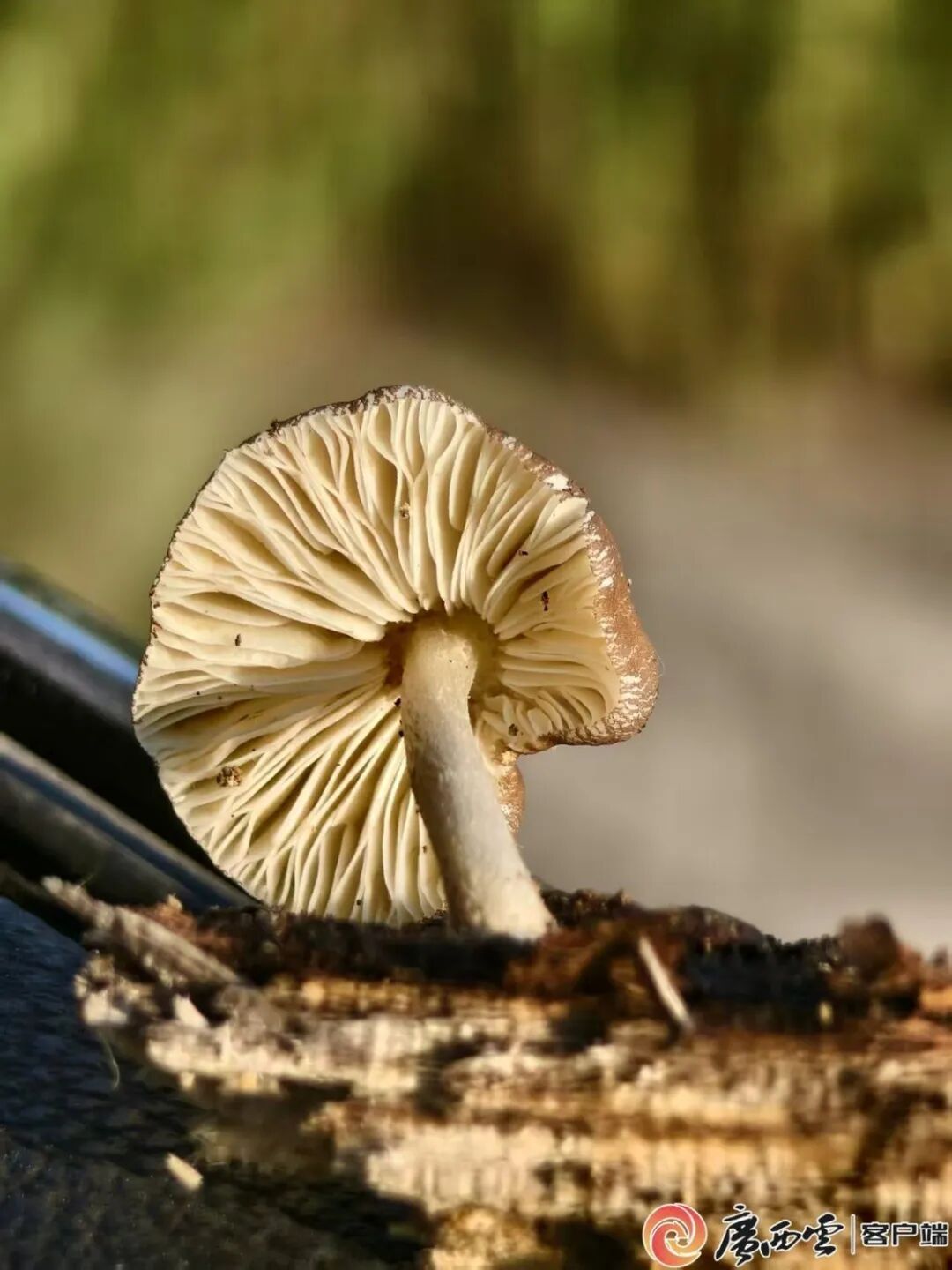 全国首次记录!广西发现两种“高颜值”蘑菇物种 全国首次记录!广西发现两种“高颜值”蘑菇物种