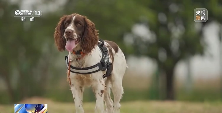 从萌新奶狗到搜捕小能手 国门“汪汪队”上岗记