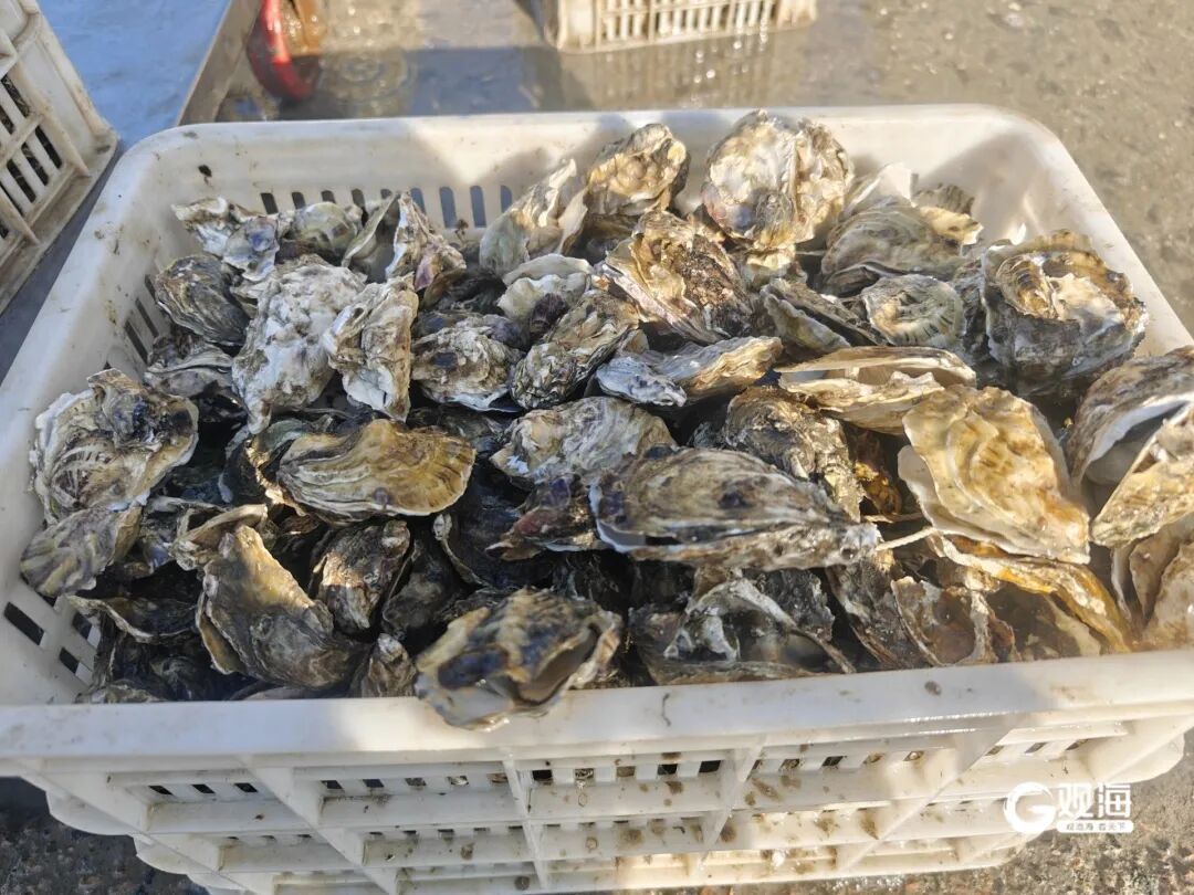 每天数十万斤上岸，青岛人就好这一口！想买得早早去排队……