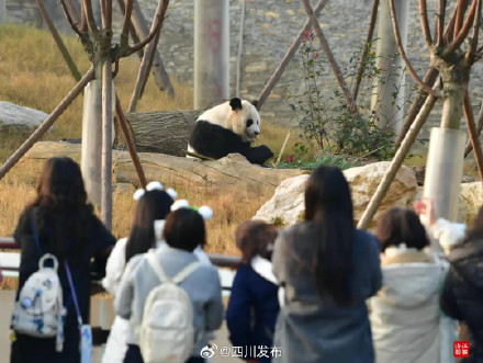 首日迎客！绵阳中华大熊猫苑开启试运营