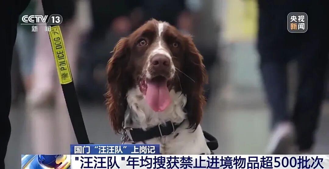 “汪汪队”在广州海关上岗，搜获准确率100%