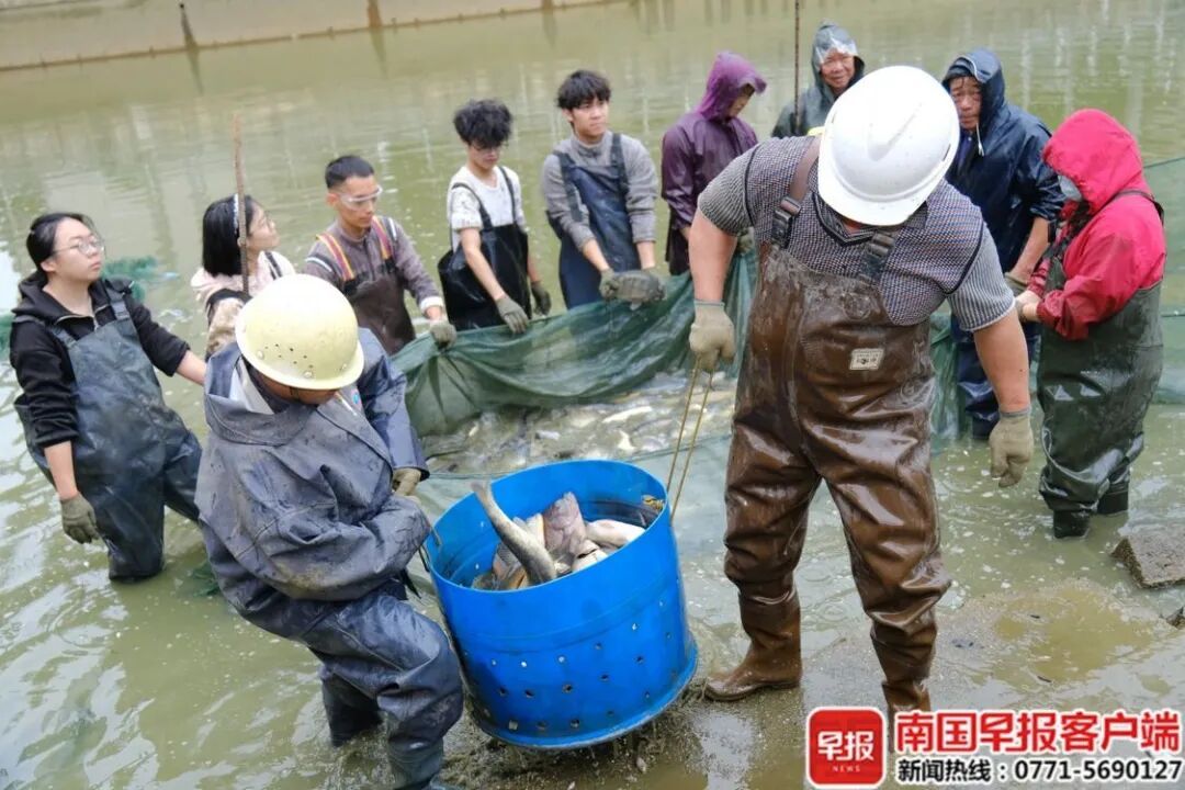 8000斤鱼免费吃！广西这所大学又开始“摸鱼”