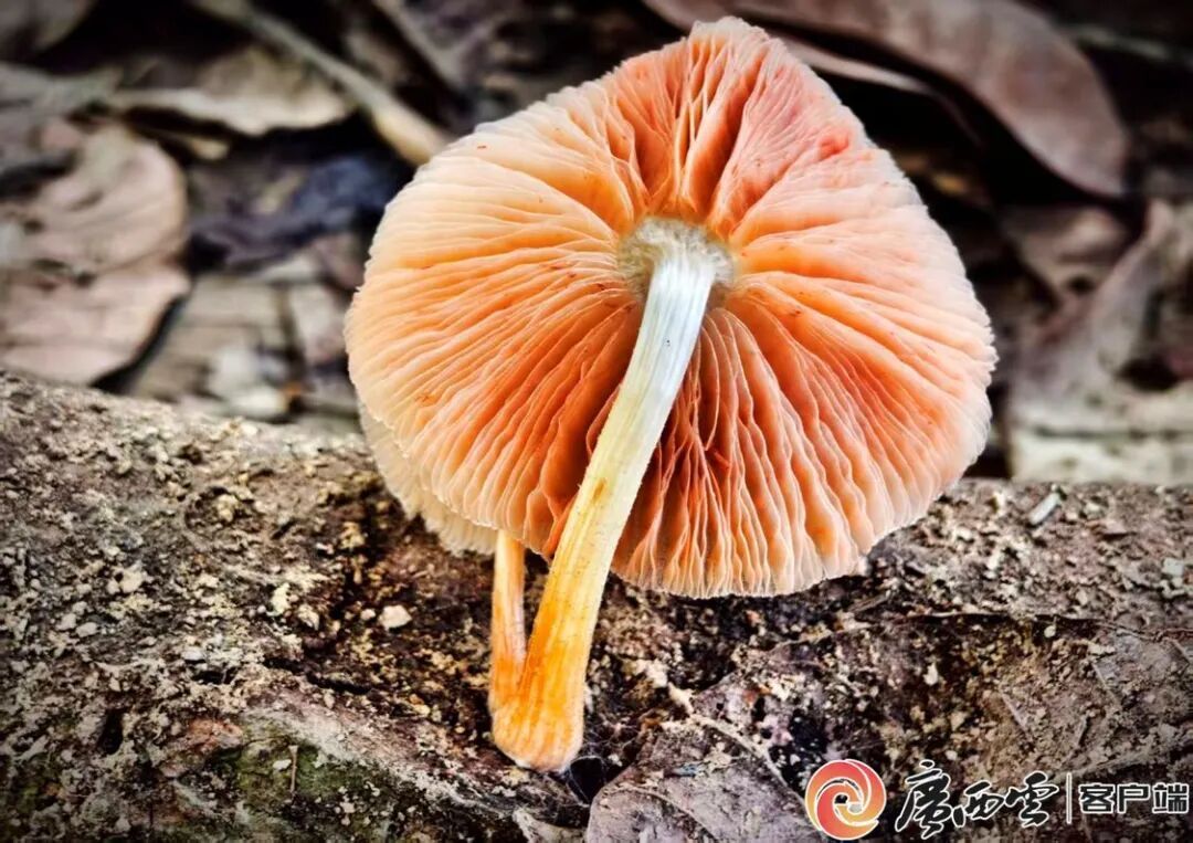 全国首次记录!广西发现两种“高颜值”蘑菇物种 全国首次记录!广西发现两种“高颜值”蘑菇物种