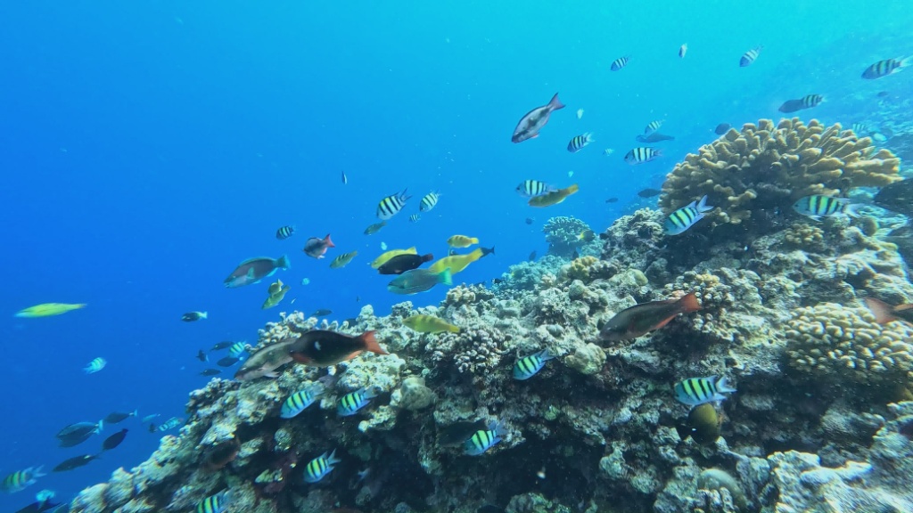 3523.67公顷生境:黄岩岛国家级自然保护区状况首次披露 3523.67公顷生境:黄岩岛国家级自然保护区状况首次披露