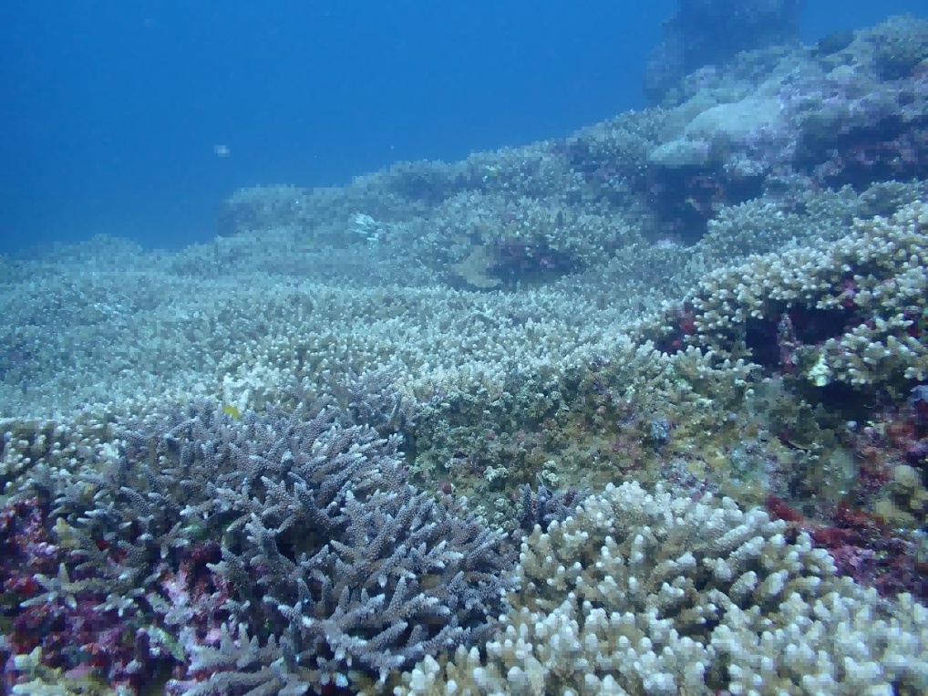 3523.67公顷生境:黄岩岛国家级自然保护区状况首次披露 3523.67公顷生境:黄岩岛国家级自然保护区状况首次披露