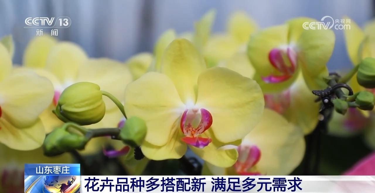 新年仪式感提前上线！特色花卉走俏国内外市场