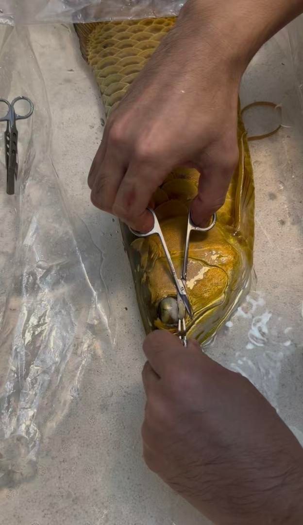 龙鱼也能做“眼部医美”？河北小伙免费手术走红网络