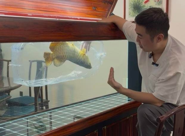 龙鱼也能做“眼部医美”？河北小伙免费手术走红网络