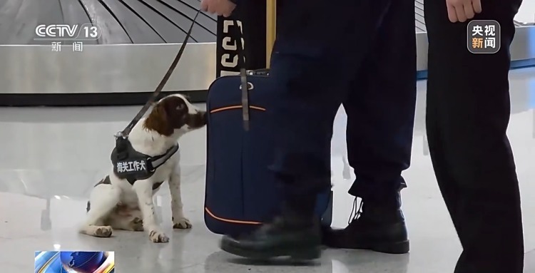 从萌新奶狗到搜捕小能手 国门“汪汪队”上岗记