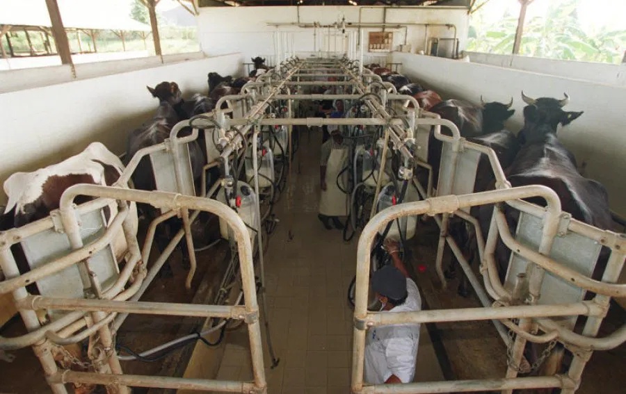 喝未消毒生牛奶28年，新加坡男子感染牛结核