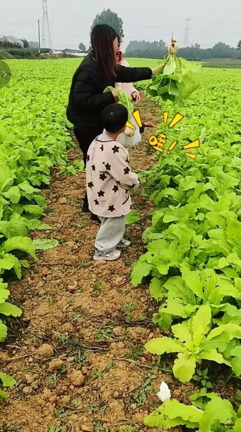 因偷甘蔗活动走红的眉山老板又玩菜青虫换萝卜?当地回应 因偷甘蔗活动走红的眉山老板又玩菜青虫换萝卜?当地回应