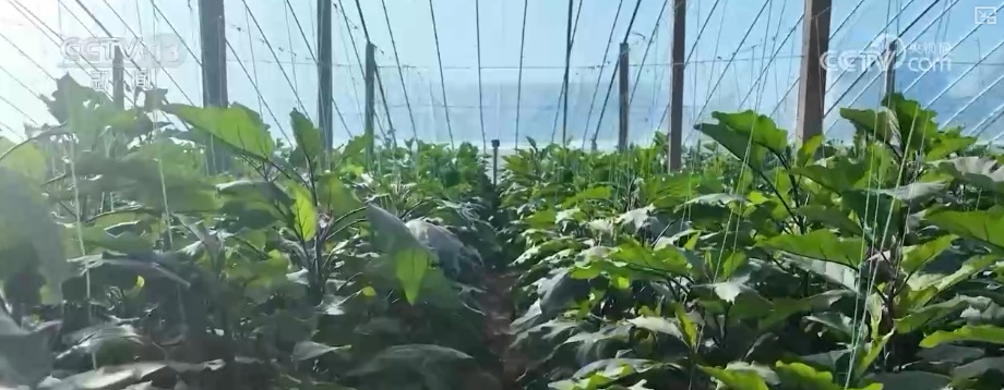 消费、出入境游、冰雪游，热热热！假日氛围拉满 多领域掀热潮释放经济“热”活力