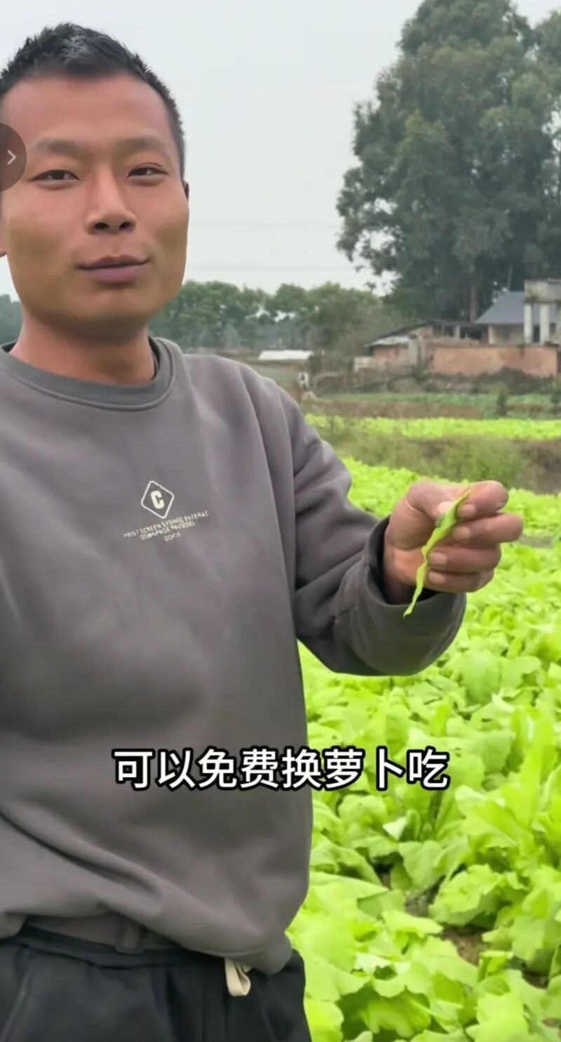 因偷甘蔗活动走红的眉山老板又玩菜青虫换萝卜?当地回应 因偷甘蔗活动走红的眉山老板又玩菜青虫换萝卜?当地回应