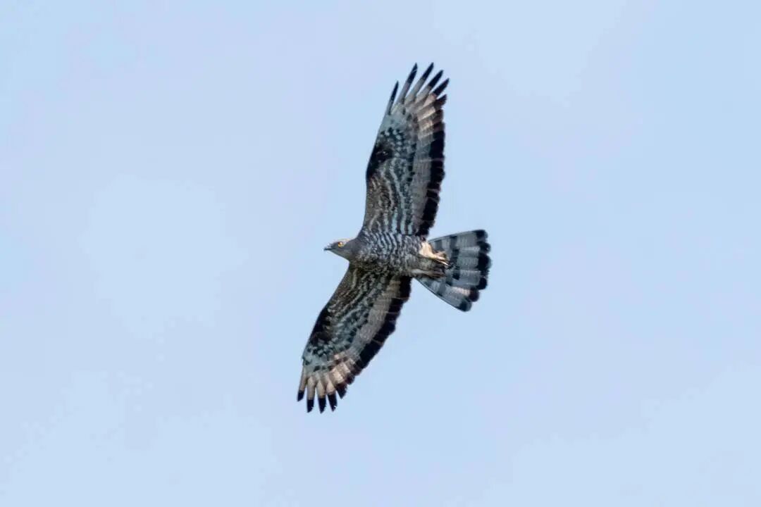 群鸟飞聚!辽宁这个自然保护区鸟类刷新至382种 群鸟飞聚!辽宁这个自然保护区鸟类刷新至382种