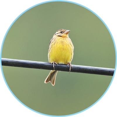 涉案金额3900余万元，一张快递单引出野生鸟类盗猎案