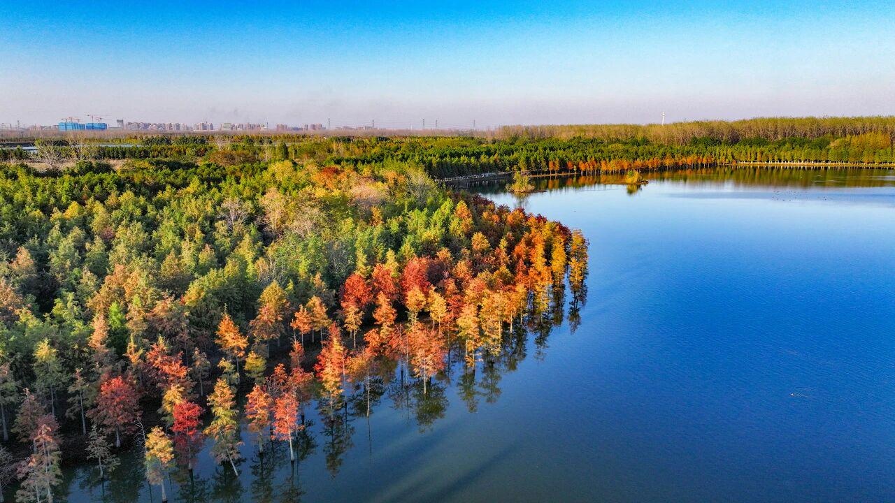 位居全国前列 安徽五年累计造林绿化1155万亩 位居全国前列 安徽五年累计造林绿化1155万亩