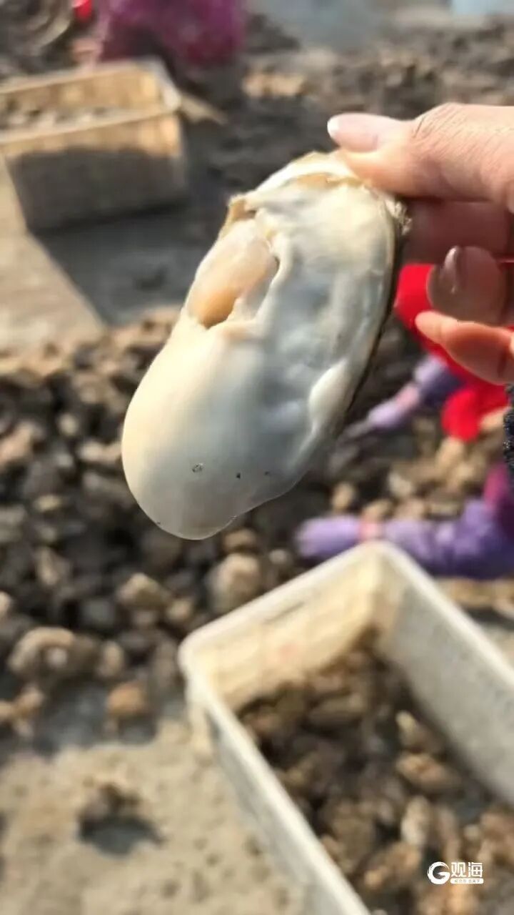 每天数十万斤上岸，青岛人就好这一口！想买得早早去排队……