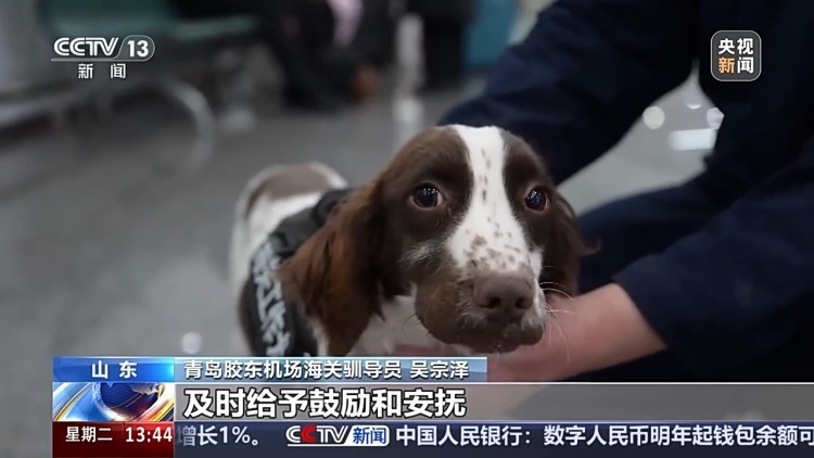 从萌新奶狗到搜捕小能手 国门“汪汪队”上岗记