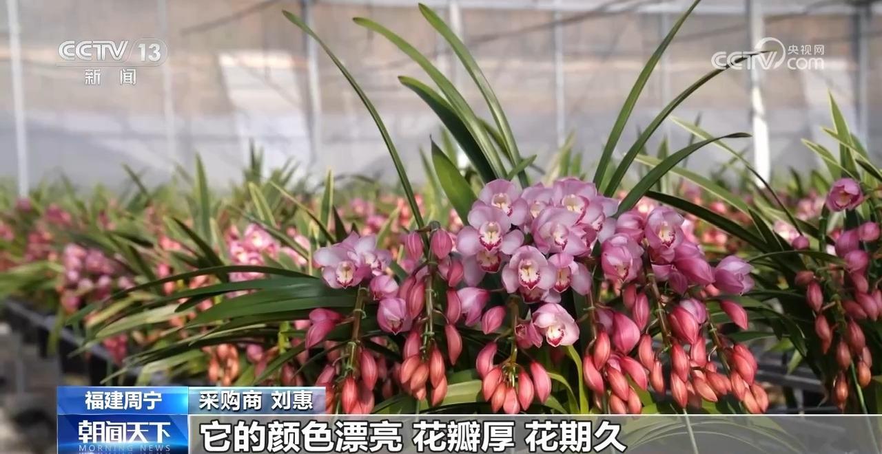 新年仪式感提前上线！特色花卉走俏国内外市场