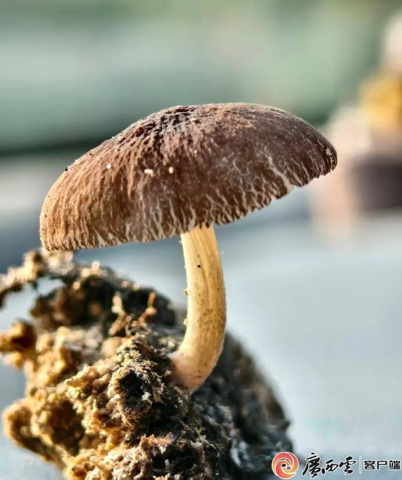 全国首次记录!广西发现两种“高颜值”蘑菇物种 全国首次记录!广西发现两种“高颜值”蘑菇物种