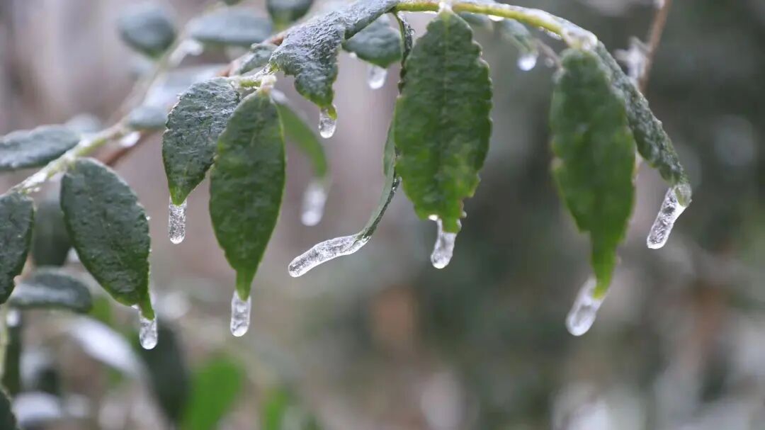 暴跌近10℃！雨夹雪、雪！马上影响杭州，这波真的猛...