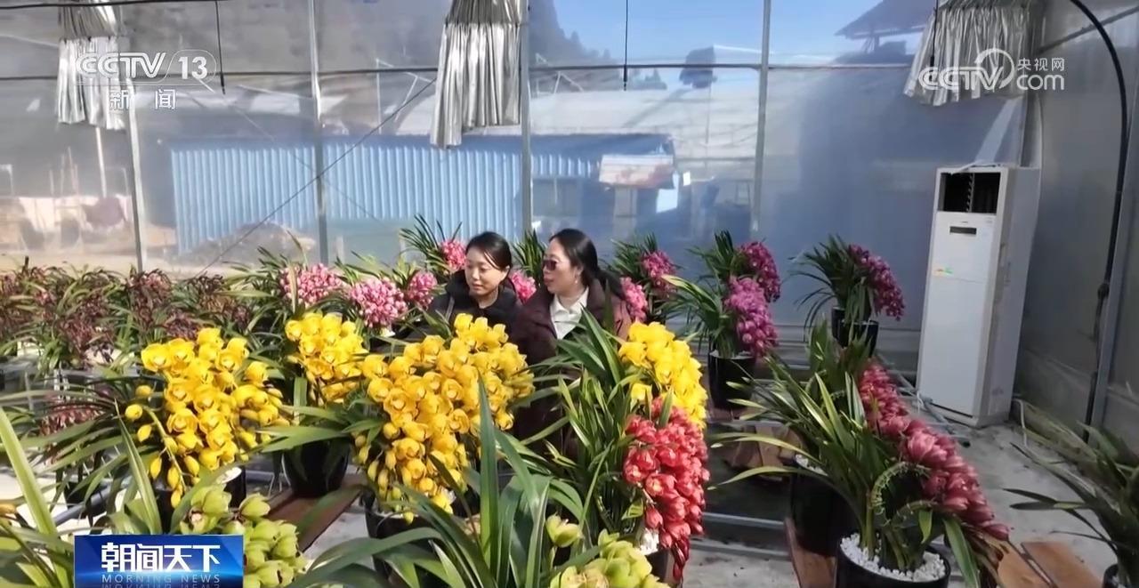 新年仪式感提前上线！特色花卉走俏国内外市场