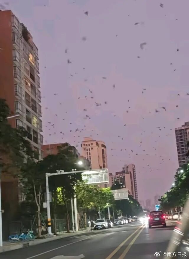广东一地鸟屎“如雨下”，当地商户：不是一两只，飞的时候伴随着轰隆声一大群飞过来