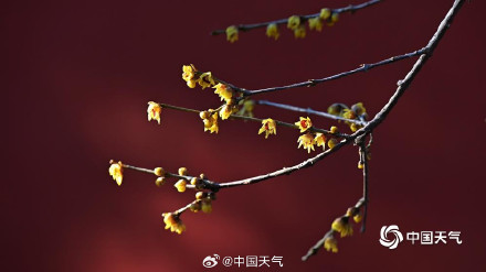 北京卧佛寺蜡梅盛开喜迎元旦