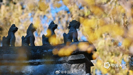 北京卧佛寺蜡梅盛开喜迎元旦