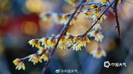 北京卧佛寺蜡梅盛开喜迎元旦