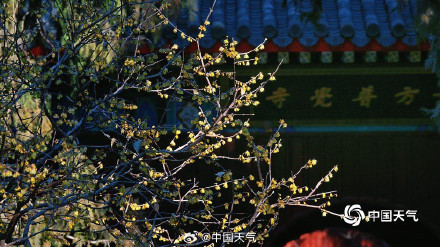 北京卧佛寺蜡梅盛开喜迎元旦