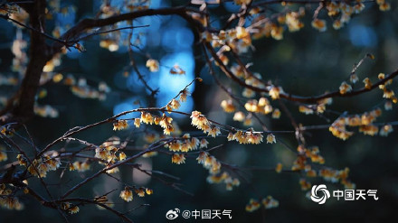 北京卧佛寺蜡梅盛开喜迎元旦