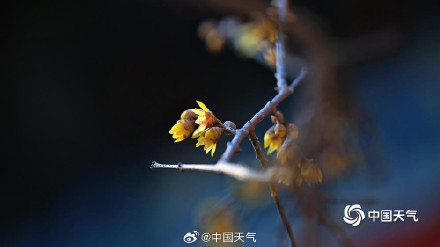 北京卧佛寺蜡梅盛开喜迎元旦