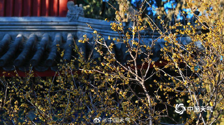 北京卧佛寺蜡梅盛开喜迎元旦
