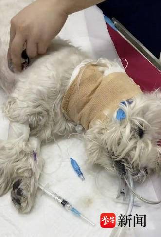 “北京宠物犬中毒刑事公诉案”后续：被告人限期内未上诉