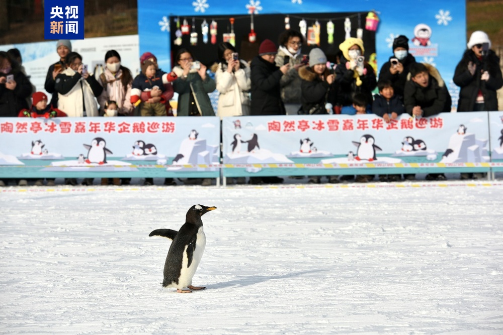 迎曙光、戏冰雪共启新年 北京市属公园元旦迎客近30万人次