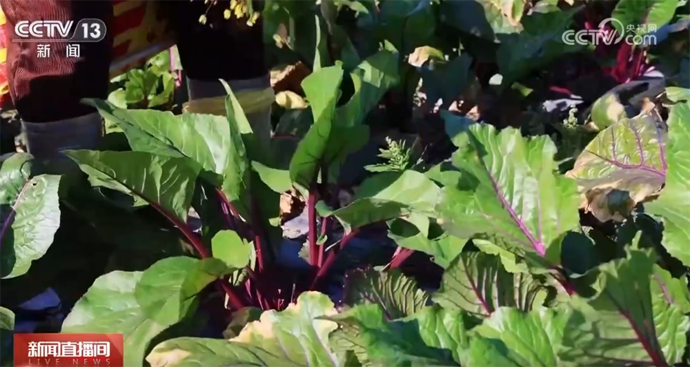 新品种新技术丰富节日消费市场 百姓“菜篮子”“果盘子”量足价稳鲜味足