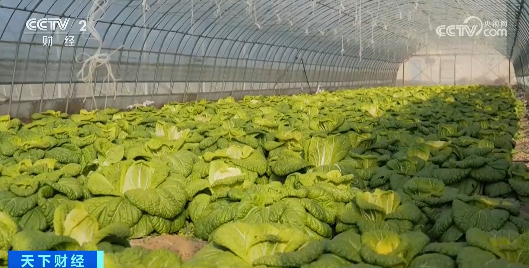 蔬菜消费日趋多元 水果蔬菜、功能蔬菜受追捧