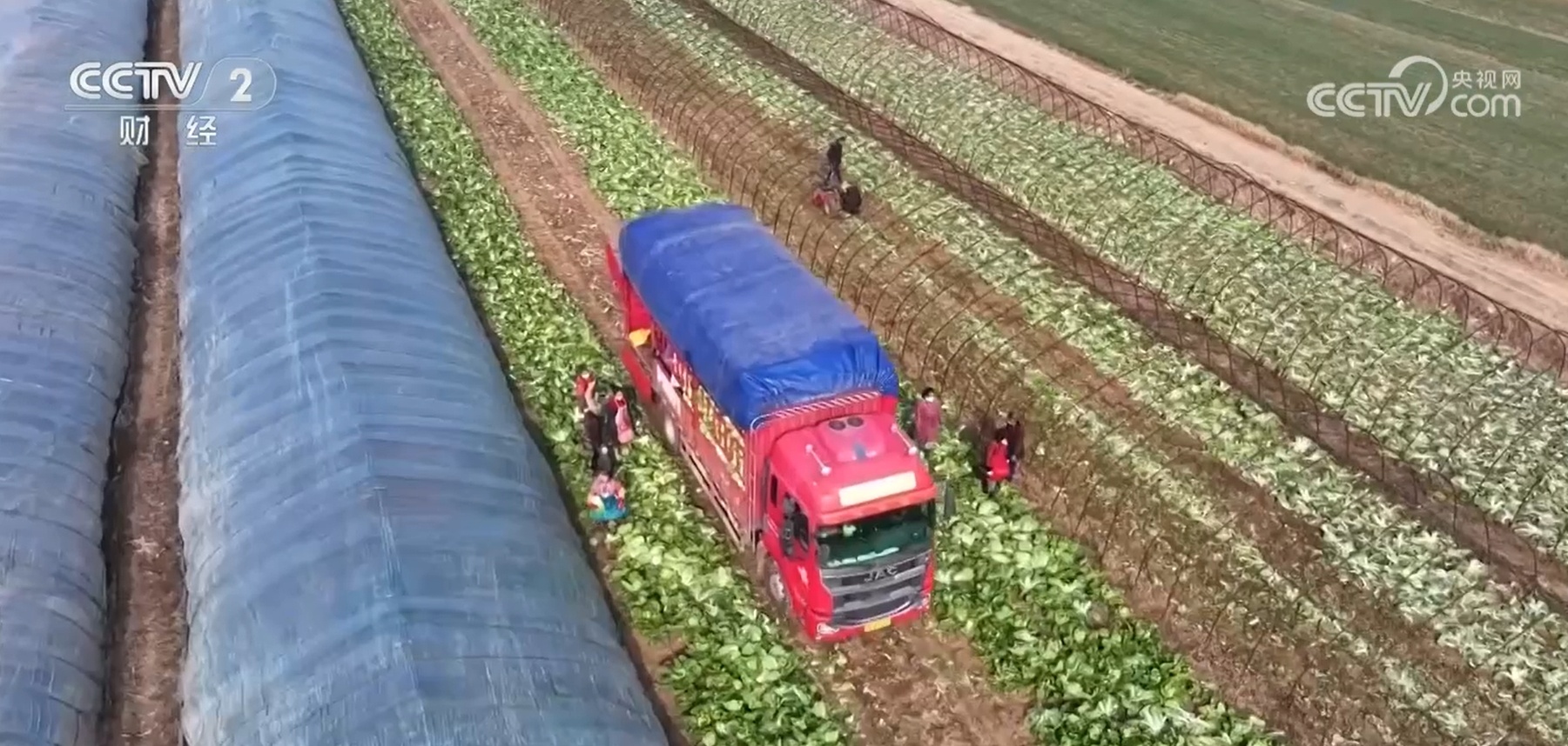 蔬菜消费日趋多元 水果蔬菜、功能蔬菜受追捧