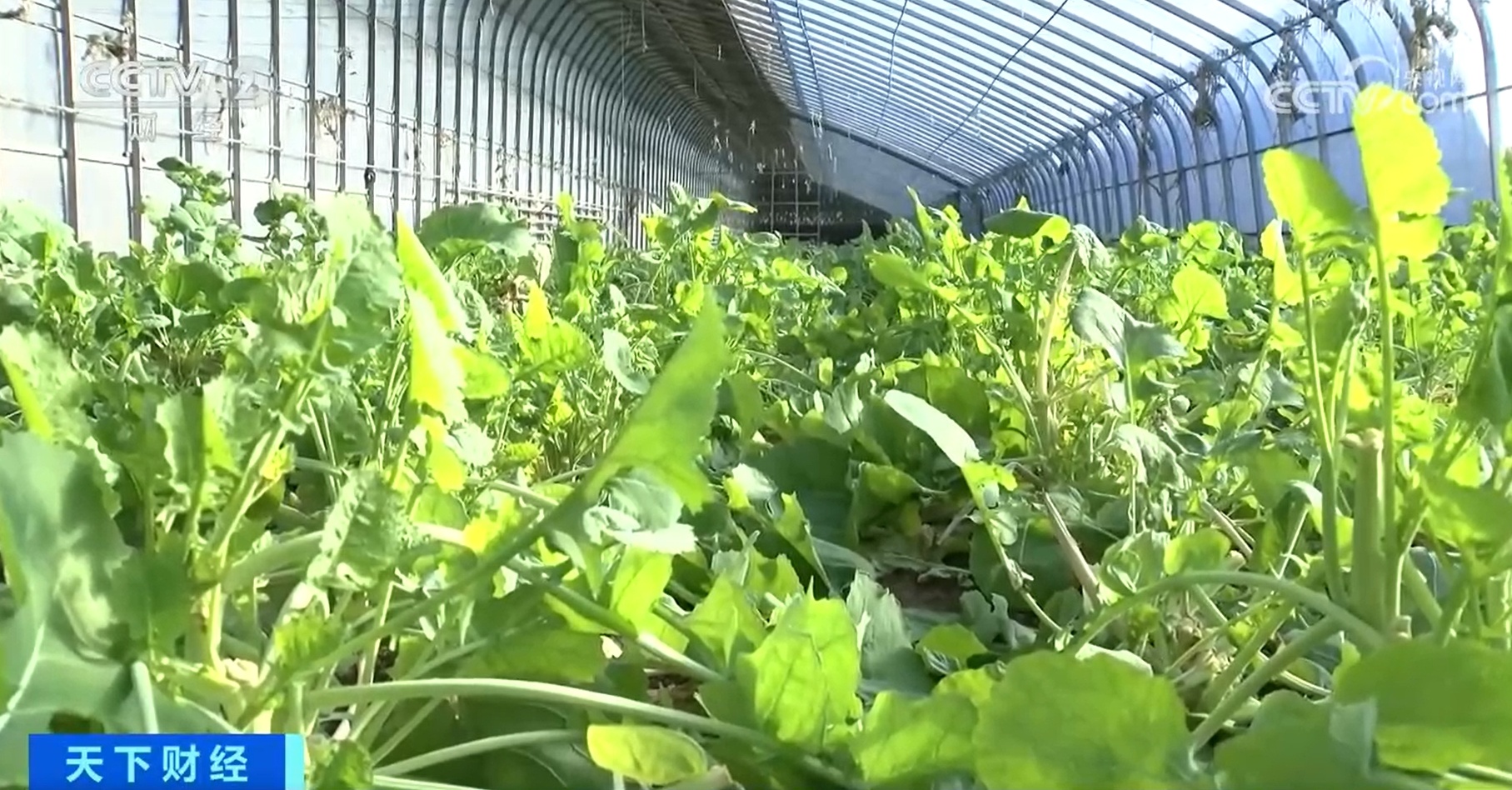 蔬菜消费日趋多元 水果蔬菜、功能蔬菜受追捧