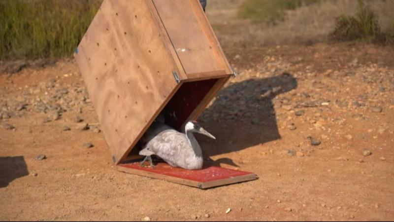 江西上饶：2只越冬候鸟痊愈后被成功放飞