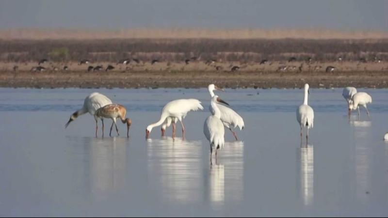 江西南昌：鄱阳湖南矶湿地迎来最佳观鸟期
