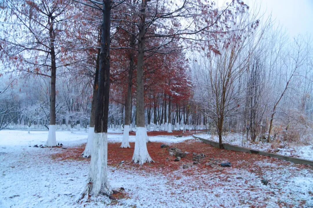 南京下雪啦！2026年的第一场雪如期而至！江苏发布降雪量预报