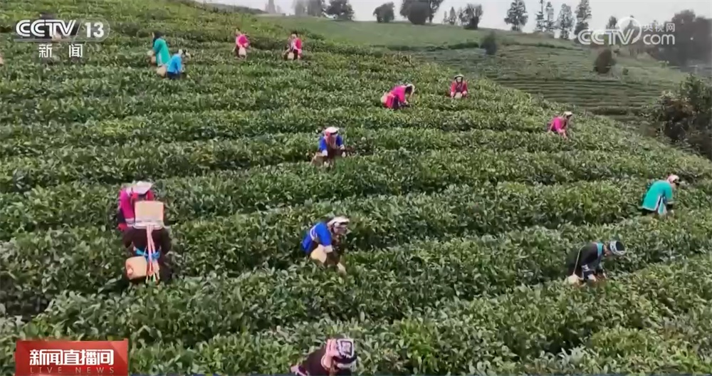 新品种新技术丰富节日消费市场 百姓“菜篮子”“果盘子”量足价稳鲜味足