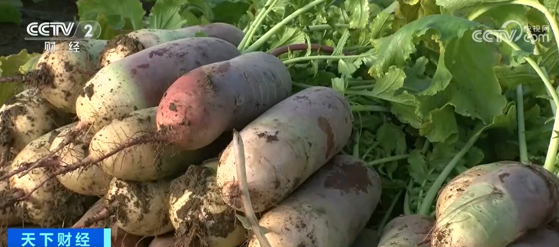 蔬菜消费日趋多元 水果蔬菜、功能蔬菜受追捧