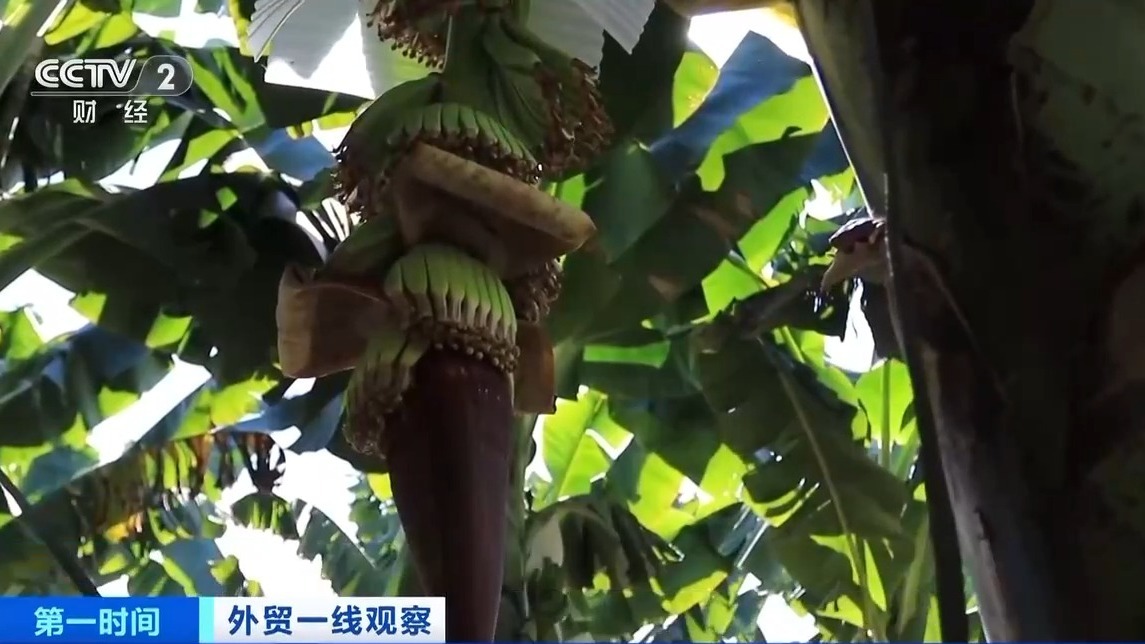 中老铁路开通运营满四年 跨境果蔬运输需求旺盛 中老铁路开通运营满四年 跨境果蔬运输需求旺盛