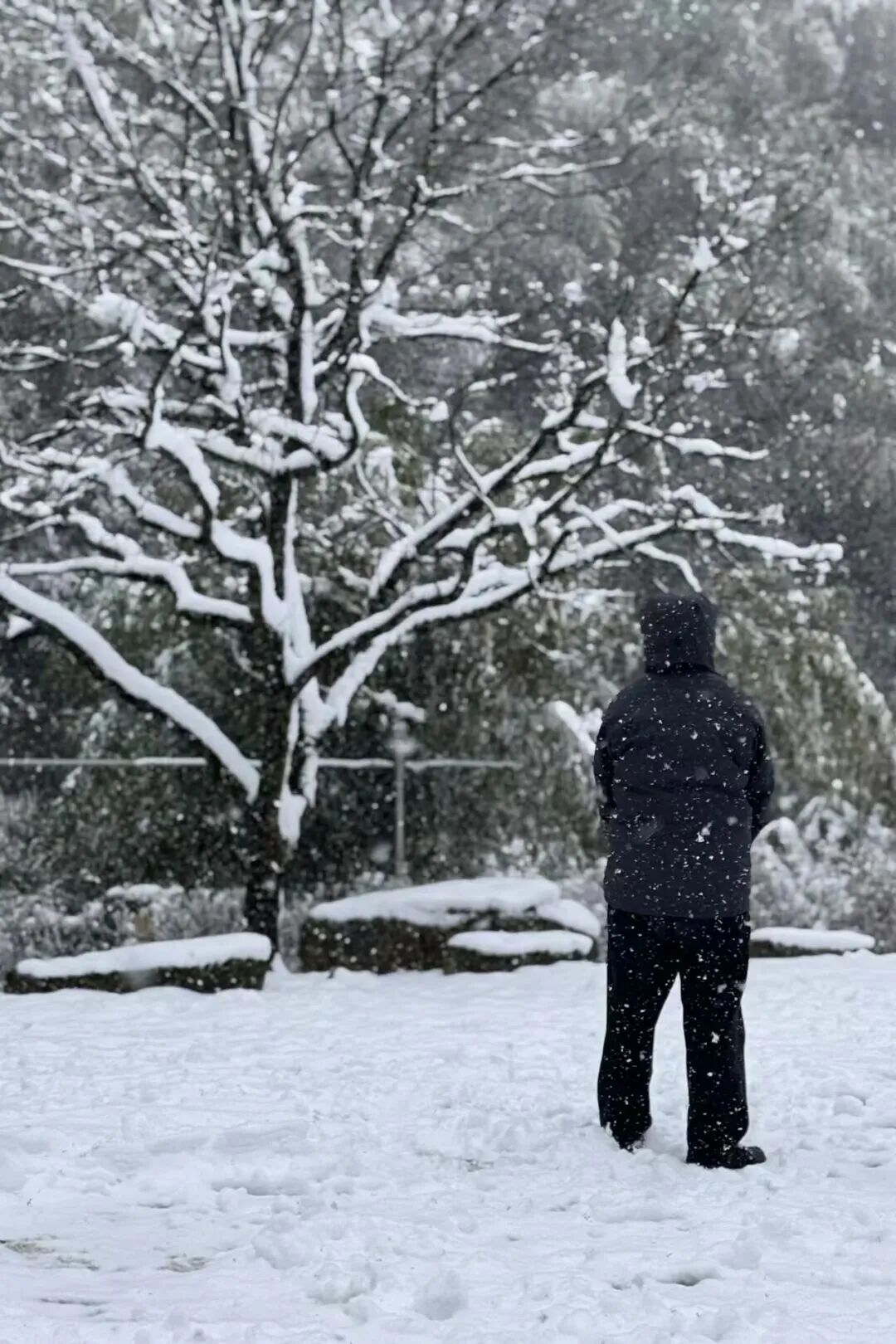 上海今天真的下雪了！多图袭来！气温即将跌至-5℃......
