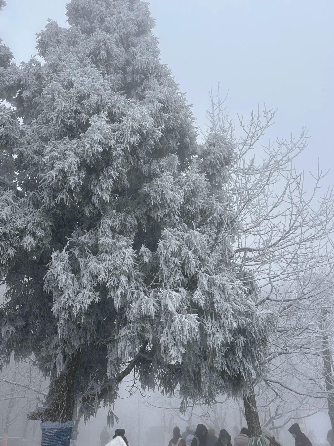 江西多地下雪了！