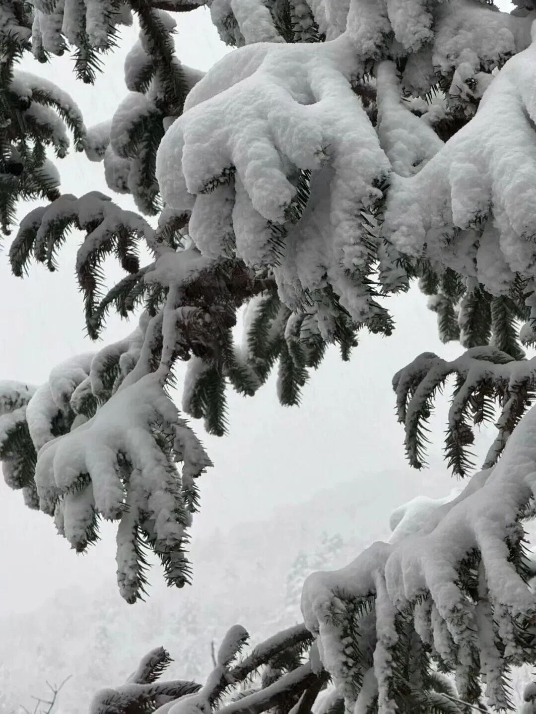 上海今天真的下雪了！多图袭来！气温即将跌至-5℃......